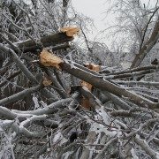 storm damage-winter-tree work