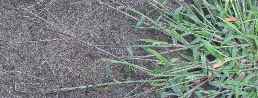 Crabgrass-preemergent-weeds