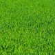 Grass-Garden Tips-lawn care
