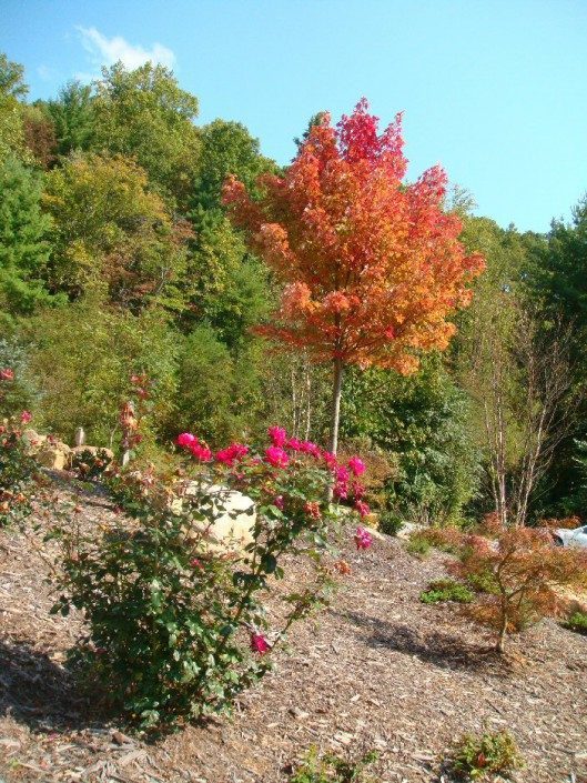 Maple tree-roses-landscaping-home improvement-Asheville