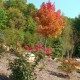 Maple tree-roses-landscaping-home improvement-Asheville