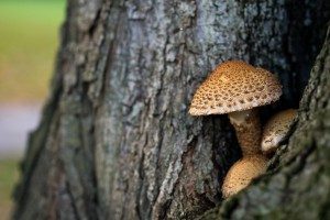 mushroom-tree-decay-fungus-tree health