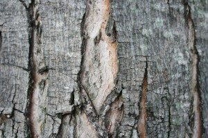 split bark-tree health-arborist